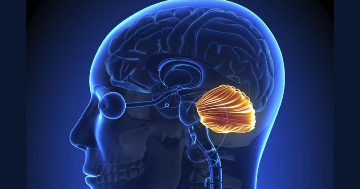 Anatomía del cerebelo