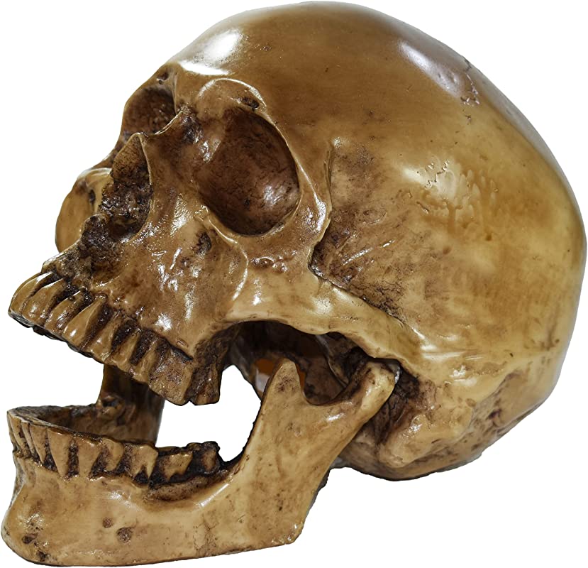 Anatomía ósea de la cabeza