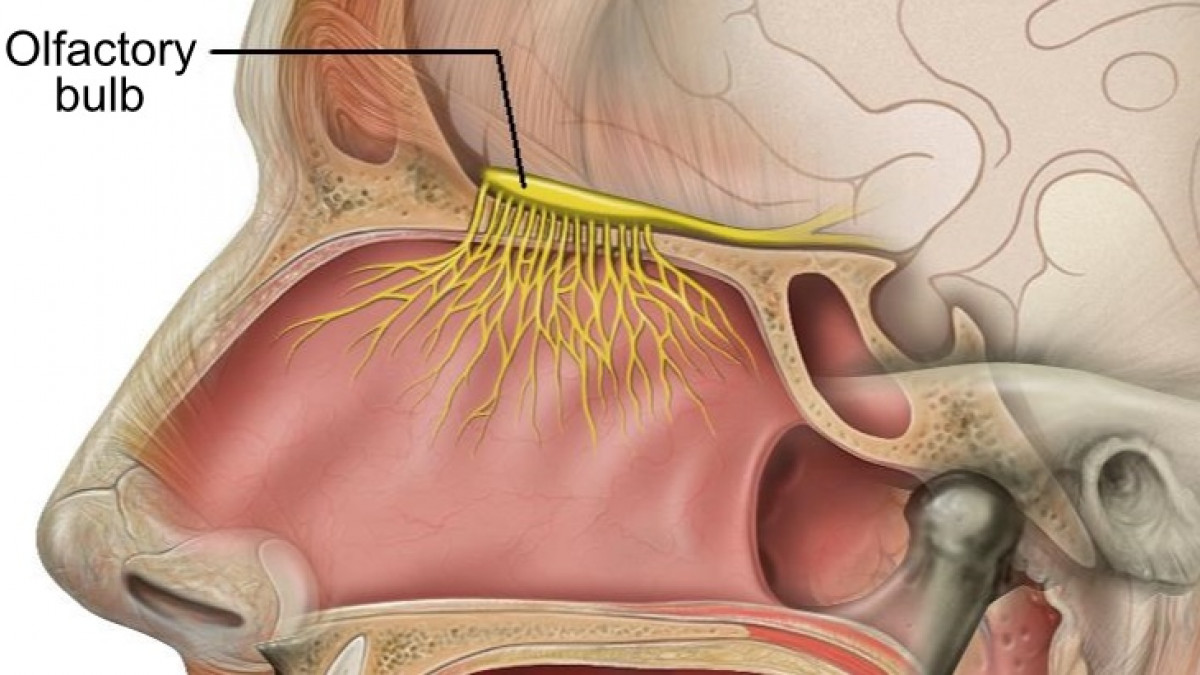Anatomía del nervio olfatorio