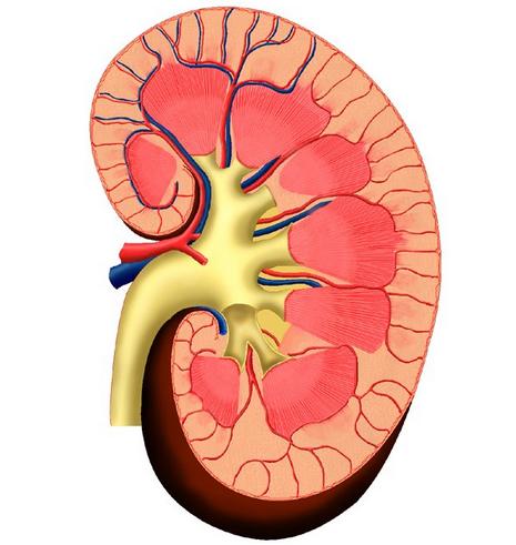 Estructura y función del riñón