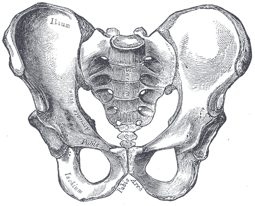 Anatomía ósea de la pelvis